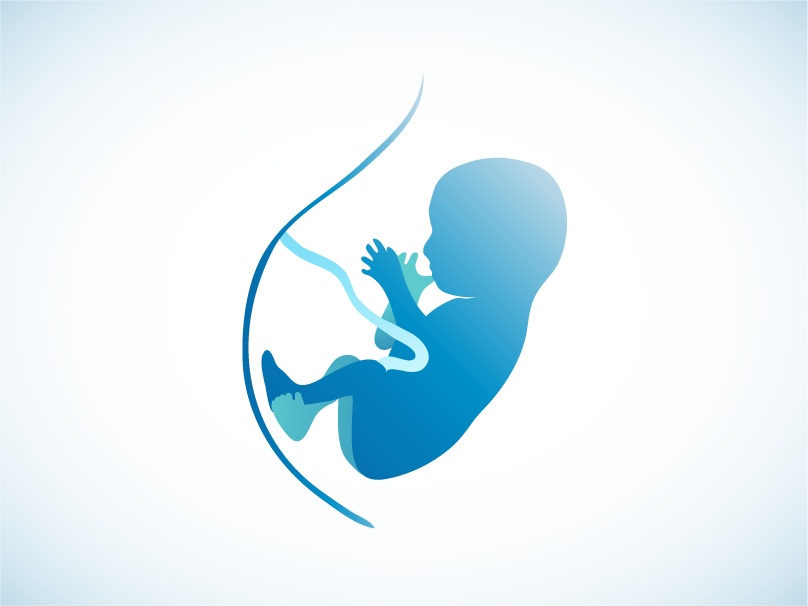 baby in womb